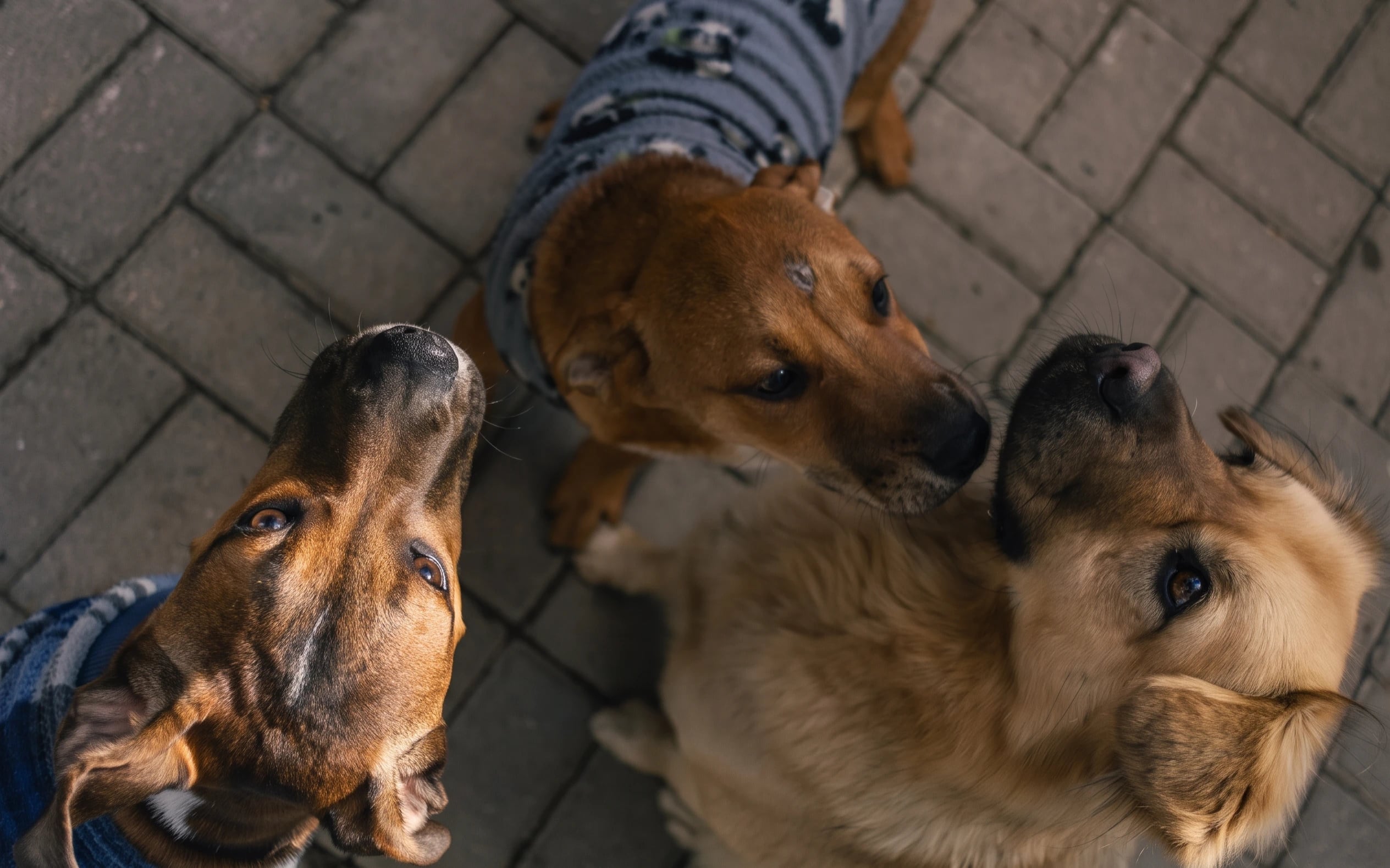 A fotografia mostra três cães curiosos vistos de cima num pavimento de calçada. Dois deles vestem camisolas de malha com padrões, fitando a câmara e interagindo entre si com focinhos expressivos e olhares muito atentos.